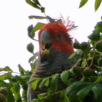 Callocephalon fimbriatum (Gang-gang Cockatoo) at Hughes, ACT - 16 Nov 2021 by LisaH