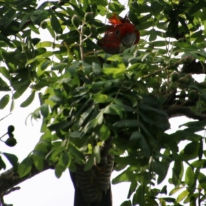 Callocephalon fimbriatum at Hughes, ACT - 16 Nov 2021