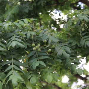 Callocephalon fimbriatum at Hughes, ACT - suppressed