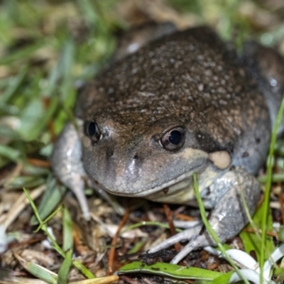 Limnodynastes dumerilii (Eastern Banjo Frog) at Penrose, NSW - 19 Nov 2021 by Aussiegall