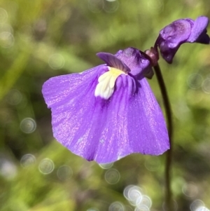 Utricularia dichotoma at Kambah, ACT - 16 Nov 2021 12:00 PM