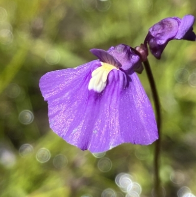 Utricularia dichotoma (Fairy Aprons, Purple Bladderwort) at Mount Taylor - 16 Nov 2021 by AJB