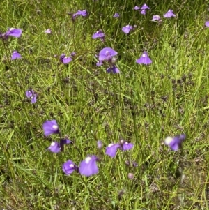 Utricularia dichotoma at Kambah, ACT - 16 Nov 2021