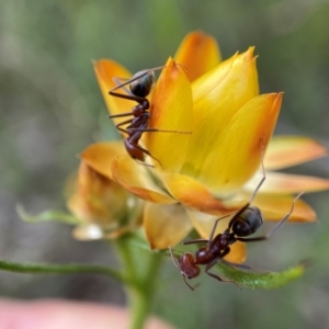 Iridomyrmex purpureus at Conder, ACT - suppressed