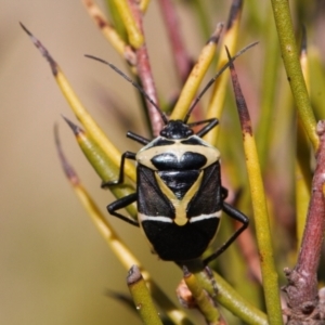 Commius elegans at Paddys River, ACT - 27 Oct 2021