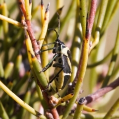 Commius elegans at Paddys River, ACT - 27 Oct 2021