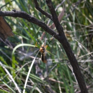 Leptotarsus (Leptotarsus) clavatus at Paddys River, ACT - 27 Oct 2021