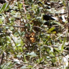 Argynnina cyrila (Forest Brown, Cyril's Brown) at Cotter River, ACT - 27 Oct 2021 by RAllen