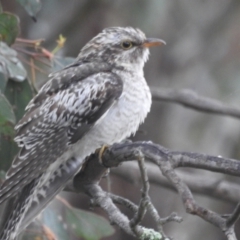 Cacomantis pallidus (Pallid Cuckoo) at Stromlo, ACT - 20 Nov 2021 by HelenCross