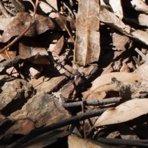 Gasteruption sp. (genus) at Namadgi National Park - 27 Oct 2021