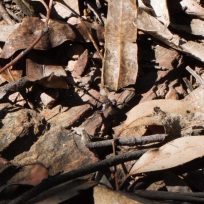 Gasteruption sp. (genus) (Gasteruptiid wasp) at Cotter River, ACT - 27 Oct 2021 by RAllen