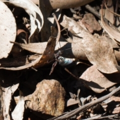 Gasteruption sp. (genus) at Namadgi National Park - 27 Oct 2021