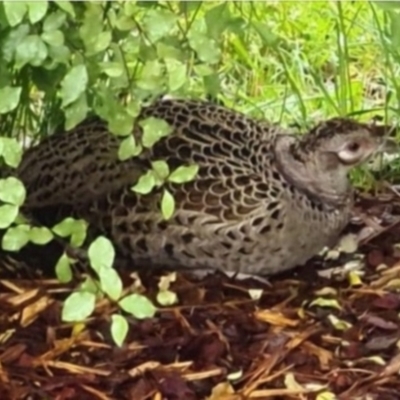 Phasianus colchicus (Ring-necked Pheasant) at Waramanga, ACT - 1 Nov 2021 by brunonia