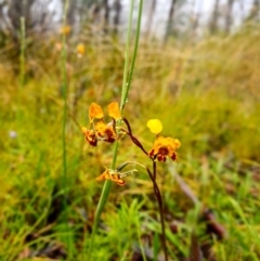 Diuris semilunulata (Late Leopard Orchid) at Paddys River, ACT - 19 Nov 2021 by wadey