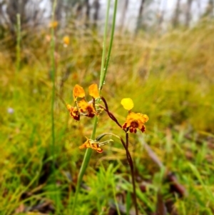 Diuris semilunulata at Paddys River, ACT - suppressed