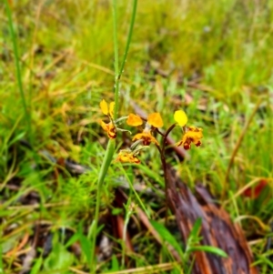 Diuris semilunulata at Paddys River, ACT - suppressed