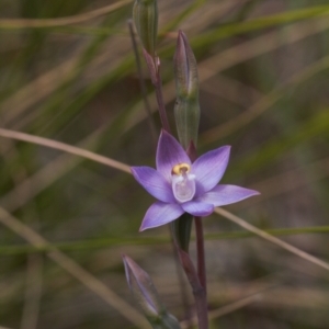 Thelymitra peniculata at Jerrabomberra, ACT - 16 Nov 2021