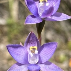 Thelymitra peniculata at Jerrabomberra, ACT - 16 Nov 2021