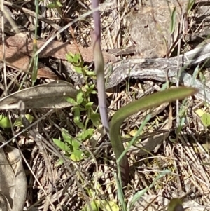 Thelymitra peniculata at Jerrabomberra, ACT - 16 Nov 2021