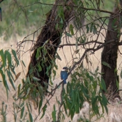 Todiramphus sanctus at Narrandera, NSW - 19 Nov 2021