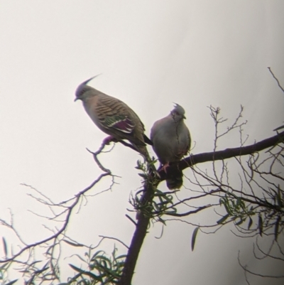 Ocyphaps lophotes (Crested Pigeon) at Leeton, NSW - 19 Nov 2021 by Darcy