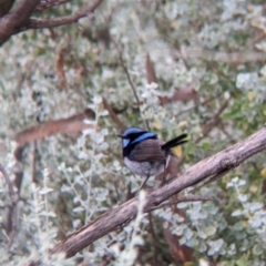 Malurus cyaneus (Superb Fairywren) at Leeton, NSW - 19 Nov 2021 by Darcy