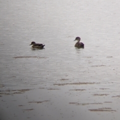 Anas gracilis (Grey Teal) at Leeton, NSW - 20 Nov 2021 by Darcy