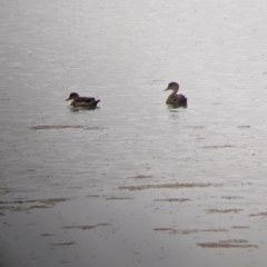 Anas gracilis (Grey Teal) at Leeton, NSW - 19 Nov 2021 by Darcy