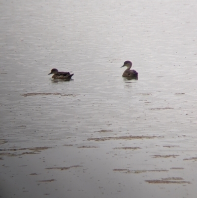 Anas gracilis (Grey Teal) at Leeton, NSW - 20 Nov 2021 by Darcy