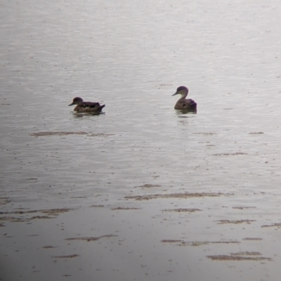 Anas gracilis (Grey Teal) at Leeton, NSW - 19 Nov 2021 by Darcy