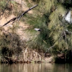 Charadrius melanops at Kambah, ACT - 17 Aug 2021 01:44 PM