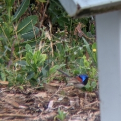 Malurus assimilis (Purple-backed Fairywren) at Leeton, NSW - 19 Nov 2021 by Darcy