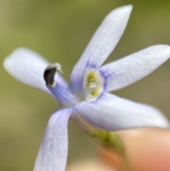 Isotoma fluviatilis subsp. australis (Swamp Isotome) at Mount Taylor - 16 Nov 2021 by AJB