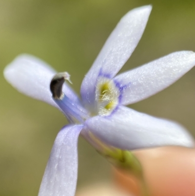 Isotoma fluviatilis subsp. australis (Swamp Isotome) at Mount Taylor - 16 Nov 2021 by AJB