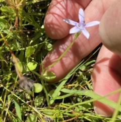 Isotoma fluviatilis subsp. australis at Kambah, ACT - 16 Nov 2021