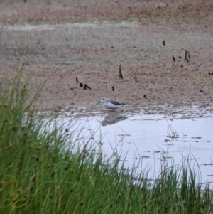 Tringa stagnatilis at Leeton, NSW - 20 Nov 2021