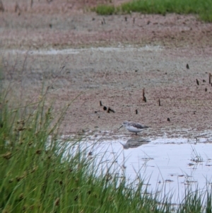 Tringa stagnatilis at Leeton, NSW - 20 Nov 2021