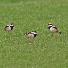 Charadrius melanops (Black-fronted Dotterel) at Fyshwick, ACT - 19 Nov 2021 by RodDeb