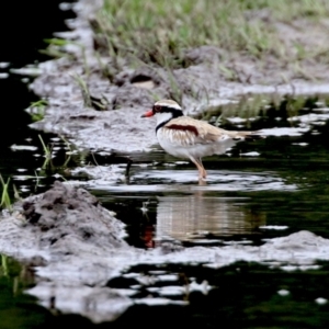 Charadrius melanops at Fyshwick, ACT - 19 Nov 2021