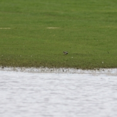 Charadrius melanops at Fyshwick, ACT - 19 Nov 2021