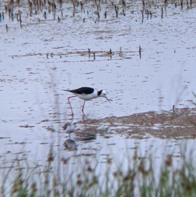 Himantopus leucocephalus (Pied Stilt) at Leeton, NSW - 19 Nov 2021 by Darcy