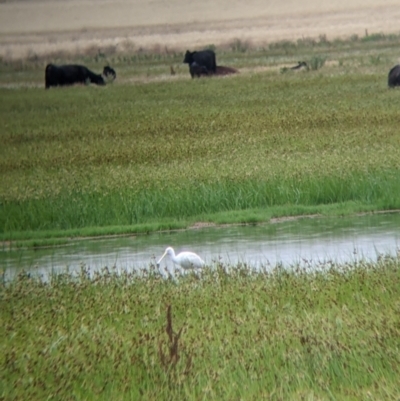 Platalea flavipes (Yellow-billed Spoonbill) at Leeton, NSW - 19 Nov 2021 by Darcy