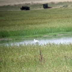 Platalea flavipes at Leeton, NSW - 20 Nov 2021