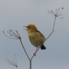 Cisticola exilis (Golden-headed Cisticola) at Fyshwick, ACT - 19 Nov 2021 by RodDeb