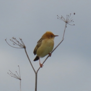 Cisticola exilis at Fyshwick, ACT - 19 Nov 2021 01:39 PM
