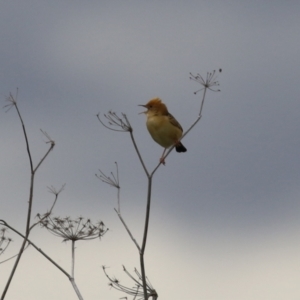 Cisticola exilis at Fyshwick, ACT - 19 Nov 2021 01:39 PM