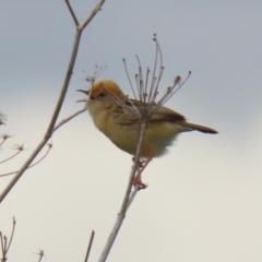 Cisticola exilis at Fyshwick, ACT - 19 Nov 2021