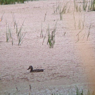 Spatula rhynchotis (Australasian Shoveler) at Leeton, NSW - 19 Nov 2021 by Darcy