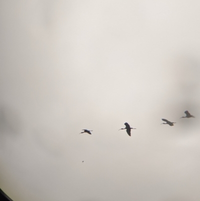 Plegadis falcinellus (Glossy Ibis) at Leeton, NSW - 19 Nov 2021 by Darcy