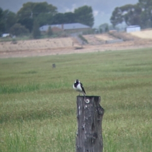 Grallina cyanoleuca at Leeton, NSW - 20 Nov 2021